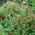 Potentilla atrosanguinea
